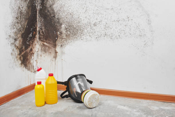 Best Mold Cleaning Services  in Blue Grass, IA