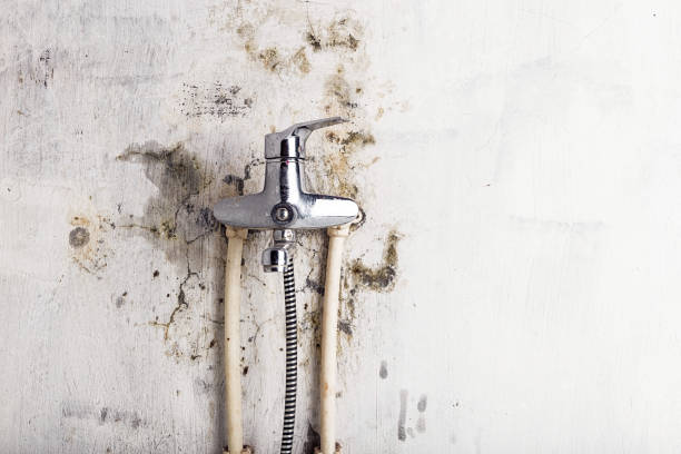 Best Mold Removal Company Near Me  in Blue Grass, IA