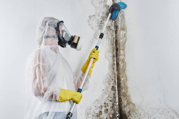 Best Affordable Mold Removal  in Blue Grass, IA