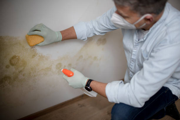 Best Emergency Mold Removal  in Blue Grass, IA