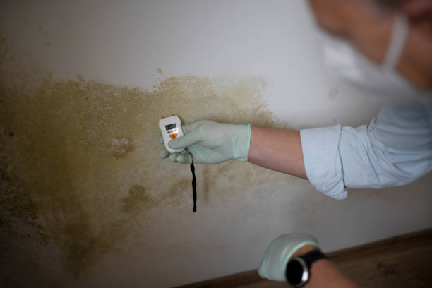 Best Fast Mold Removal  in Blue Grass, IA