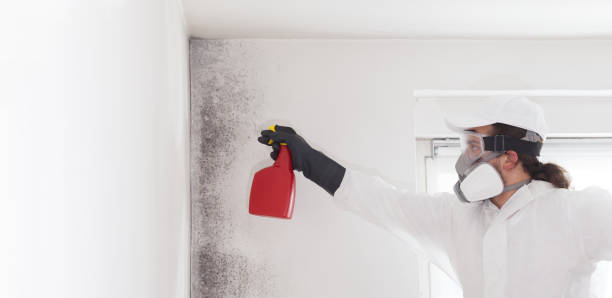 Best Toxic Mold Removal  in Blue Grass, IA