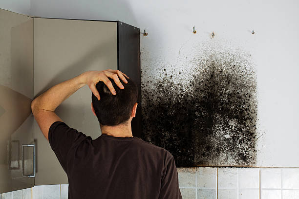 Best Best Mold Removal Companies  in Blue Grass, IA