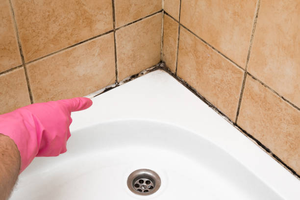 Best Mold Testing  in Blue Grass, IA